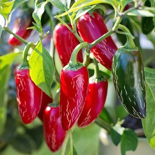 เมล็ดพริกจาราปิโน่ (Jalapeno Pepper) 100 มล็ด พริกแม็กซิกัน สายพันธุ์ OP
