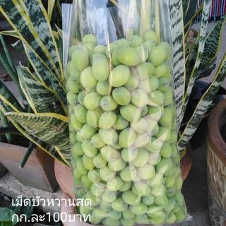 เม็ดบัวอ่อน/แก่ สด กก.ละ90บาท ปลูกธรรมชาติ