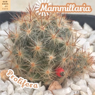 [แมมเม็ดพริกหนามแดง] Mammillaria Prolifera ส่งพร้อมกระถาง แคคตัส Cactus ไม้ทะเลทราย ทนแล้ง ทนแดด เลี้ยงง่าย ให้ดอกเก่ง