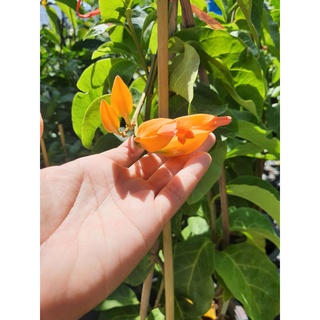 โกลเด้นสตาร์. MAZARINE Ratchayothin  สูง80-90cm ในกระถาง10นิ้ว