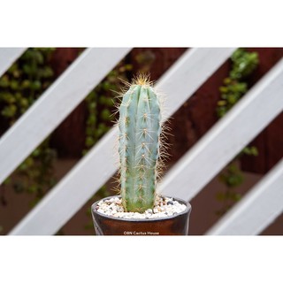 แคคตัส ไม้ลำ ตอฟ้า พิโลโซซิรีอุส Pilosocereus azureus