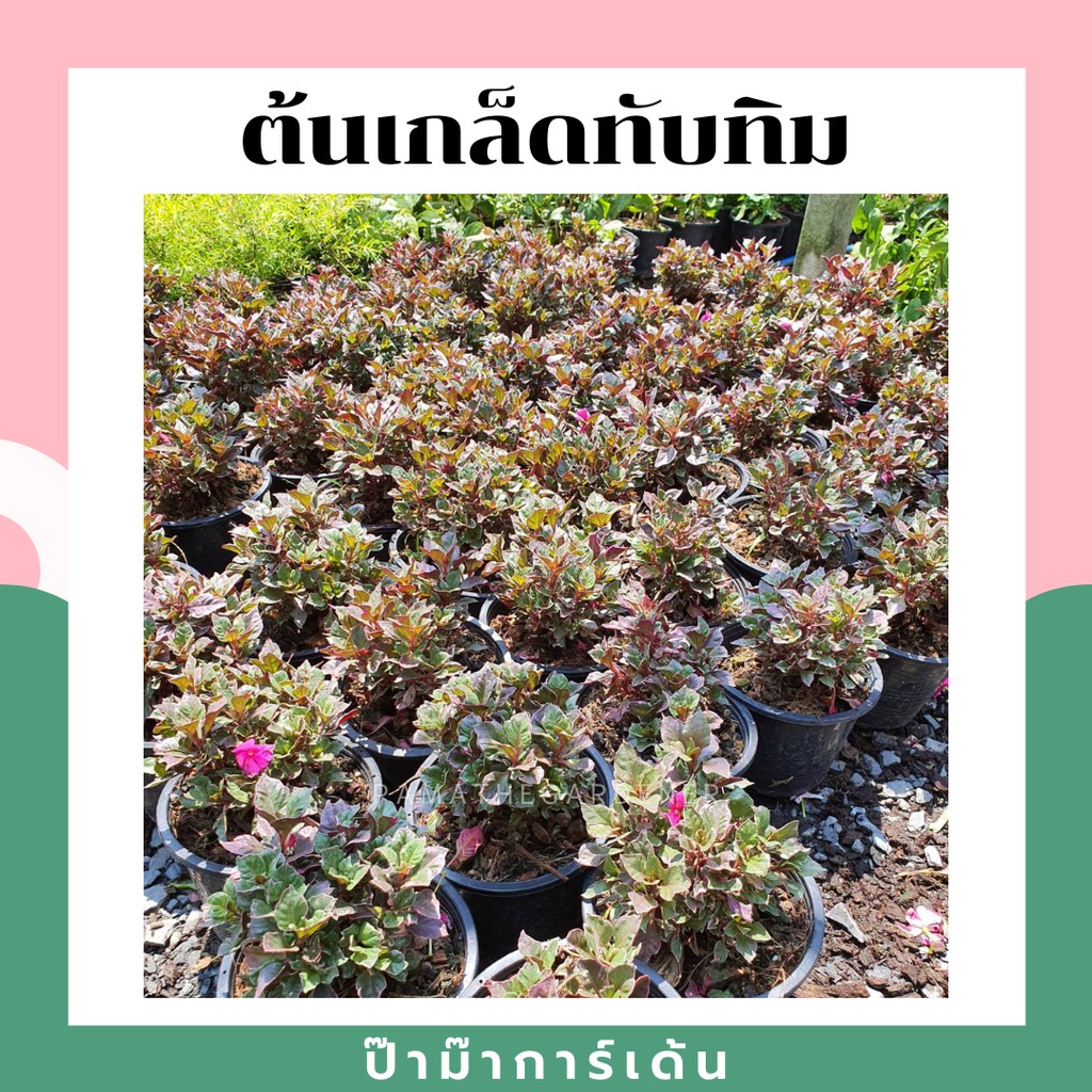 มุมมอง 2