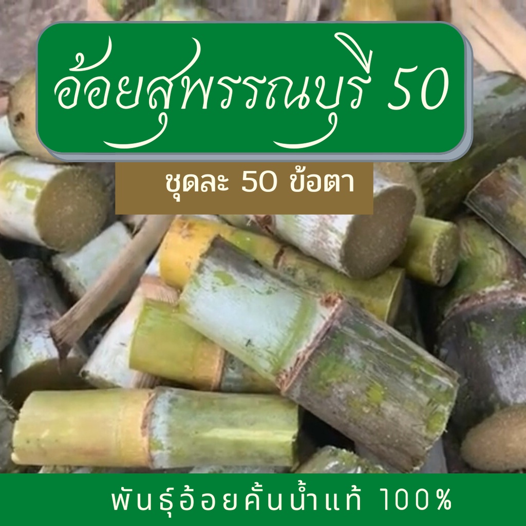 พันธุ์อ้อยสุพรรณบุรี 50 ท่อนพันธุ์อ้อย 50 ข้อตา พันธุ์อ้อย คั้นน้ำ 100%