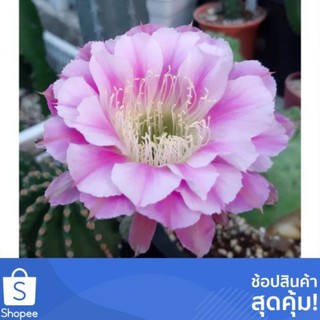 Cake Cactus Farm กระบองเพชร Echinopsis hybrid angle อิชินอปดอกใหญ่สีชมพู