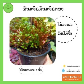 ต้นไม้จิ๋ว ต้นผักเป็ดแดง/ต้นหยิบเงินหยิบทอง/ ส่งพร้อมกระถาง 3 นิ้ว ไม้ประดับ ไม้มงคล