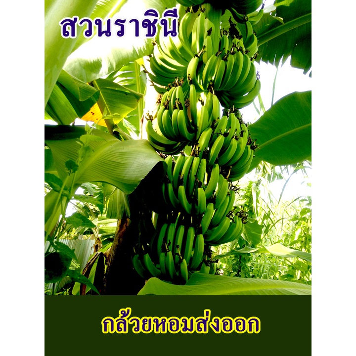 กล้วยหอมส่งออก หน่อกล้วยหอมพันธฺที่ใช้ส่งออกทั่วโลก ชุด 2 หน่อประหยัดค่าส่งและตัวสินค้าพันธ์แท้ จากสวนโดยตรง(คาเวนดิช)