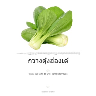 🌱เมล็ดพันธุ์ผัก กวางตุ้งฮ่องเต้ พันธุ์พื้นบ้านจำนวน 10 บาท 10 แถม 1 คละได้ 📌งอกดีมีคู่มือการปลูก/ เมล็ดผักสวนครัว เมล็ด