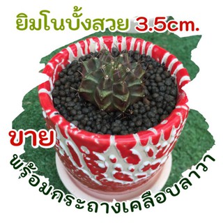 ยิมโนบั้งสวย3.5cm.พร้อมกระถางเคลือบลาวา3"