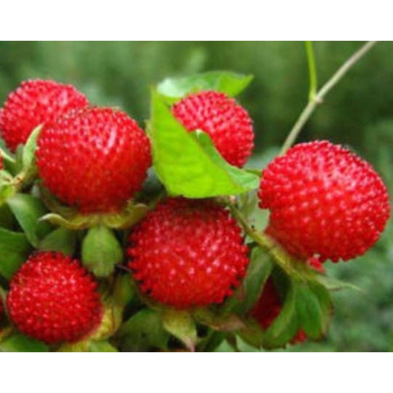 เมล็ดพันธุ์ สตรอเบอร์รี่ ป่า ( wild strawberry seeds ) บรรจุ 15 เมล็ด