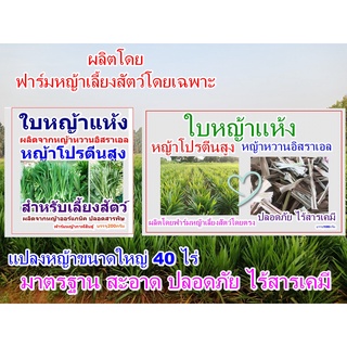 หญ้าเลี้ยงสัตว์โปรตีนสูง แบบสดและแบบแห้ง (หญ้าหวานอิสราเอล) บรรจุ200กรัม