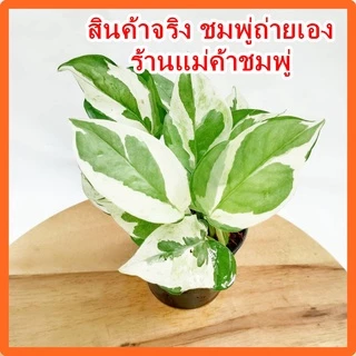 พลูงาช้า🌱เหมาะสำหรับเลี้ยงในห้องน้ำ ไม้ฟอกอากาศ พลูด่างอินเดีย ต้นไม้ฟอกอากาศ ต้นไม้ในห้องนอน ต้นไม้บนโต๊ะทํางาน