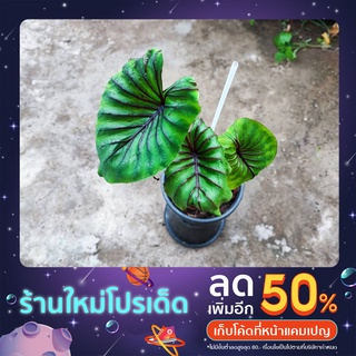 หน้ากากฟาโรห์colocasia/pharoahsmask