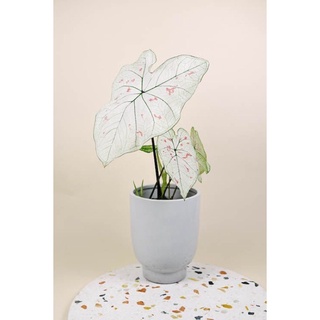 Caladium Strawberry star บอนสตอเบอร์รี่ สตาร์ ขาว ชมพู สุดน่ารัก 🌷 ในกระถางสีขาว 4 นิ้ว (มีใบเเท้ 3ใบ ขึ้นไป