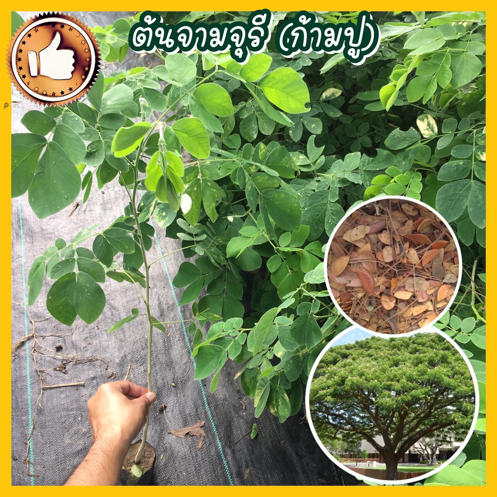 ต้นจามจุรี ต้นก้ามปู สูง 30- 40 ซม. พร้อมปลูก ไม้ทรงสวย  เนื้อไม้ใช้ประโยชน์ได้ ✓รับประกันสินค้าเสียหายมีเคลม | Shopee Thailand