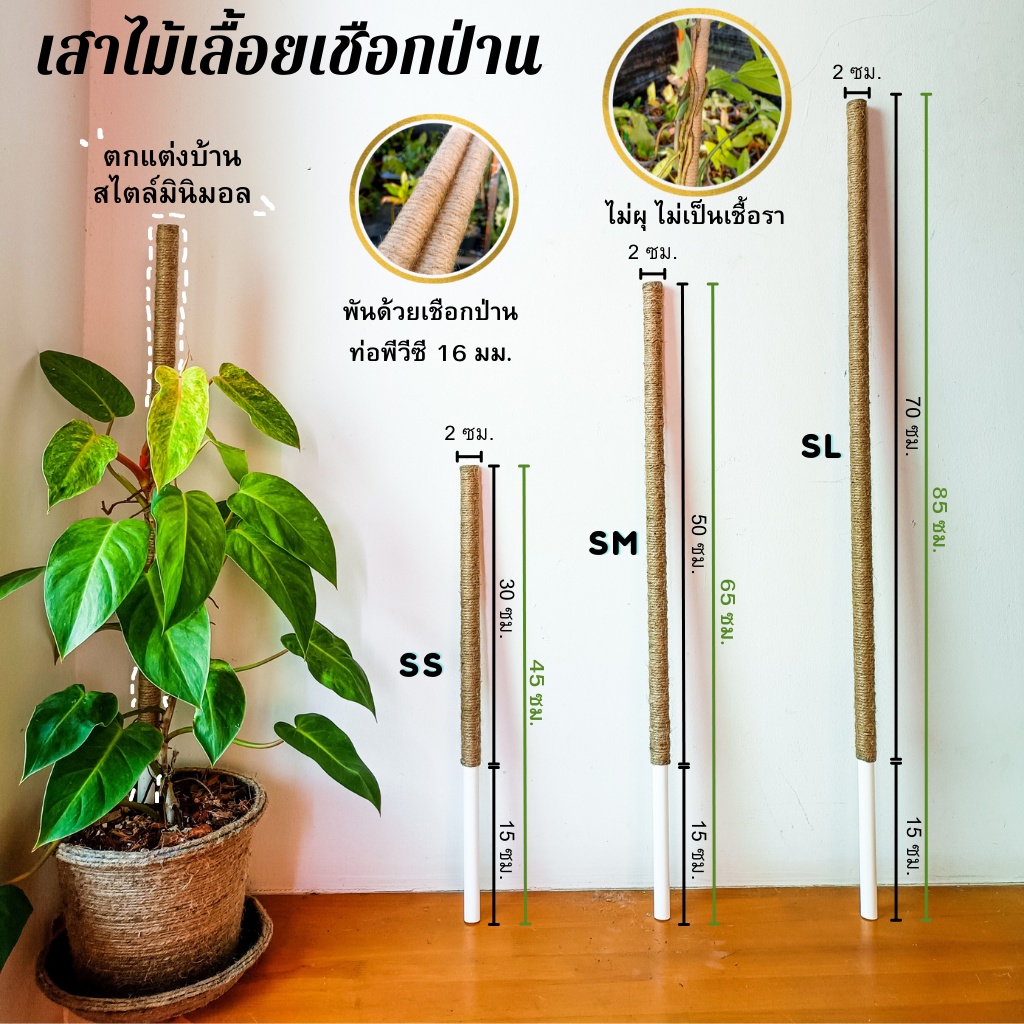 เสาไม้เลื้อย หลักไม้เลื้อย ขนาด 45-175 Cm. เสาค้ำต้นไม้ ไม่ผุ มินิมอล แข็งแรง ตกแต่ง ใช้งานได้นาน