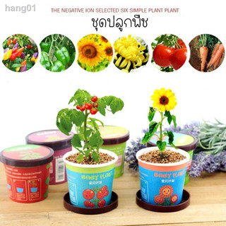 ❤️ชุดทดลองปลูกพืช ผักมินิ สำหรับเด็ก  DIY mini potted pots ชุดคิด