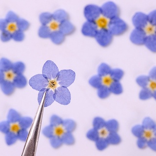 ดอกForgetmenot 12ดอก/ซอง ดอกไม้ทับแห้ง สำหรับตกแต่งงานDIY เครื่องประดับ Handmade