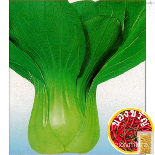 Benih Sawi Jepun Hijau / Dwarf Pak Choy seeds / กะหล่ำปลีเมล็ด (600  Biji)帽子/向日葵/头饰/苹果/园艺/裙子/芹菜/上衣/男装/鲜花//เมล็ด BGKU