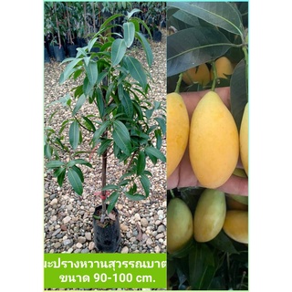 🎄มะปรางหวานสุวรรณบาตร ทาบกิ่ง ขนาด 80-90 cm.