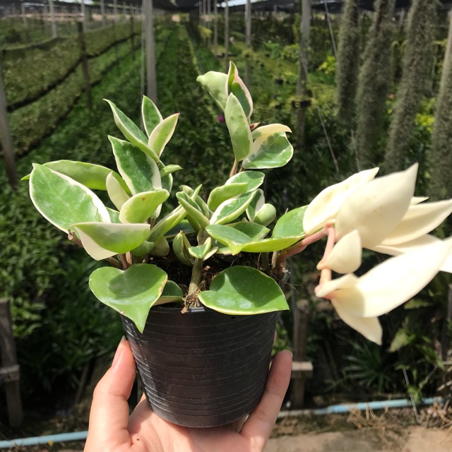 Hoya carnosa var. โฮ่ย่าสุดฮิต โฮย่าคาโนซ่า (ใบด่าง) กระถาง4นิ้ว
