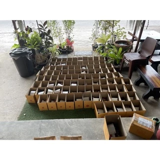 ( ชุด 3 ถุง ) ซอสหมีปรุง ซอสผัดกะเพราสูตรพริกแห้งโบราณ