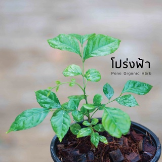 Pana.- ต้นแฮค โปร่งฟ้า (กระถาง 4" /6") กลิ่นหอมสดชื่น ชอบร่มมาก ไว้บนโต๊ะทำงาน ในบ้าน ในห้องนอน  - พนา ออร์แกนิค เฮิร์บ