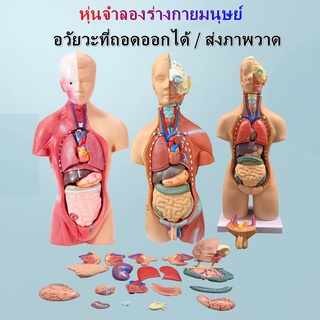 Human Torso Body Model Anatomical Medical Internal Organs For Teaching Anatomy Model