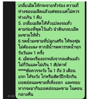ของแทร่ๆ เม็ดมะขามเปรี้ยว =1 กิโล《ซื้อ 4 กิโล*แถม 1กิโล》*ร้านนี้ส่งจจริง* ปลูกทำรั้ว ( ประมาณ 800- 1,000 เมล็ด )