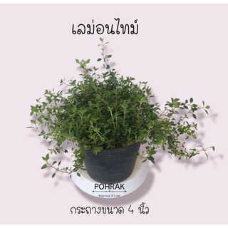 เลม่อนไทม์ Lemon Thyme  *ซื้อ 10 แถม 1 คละชนิดได้ #สมุนไพรฝรั่ง #เพาะรักษ์