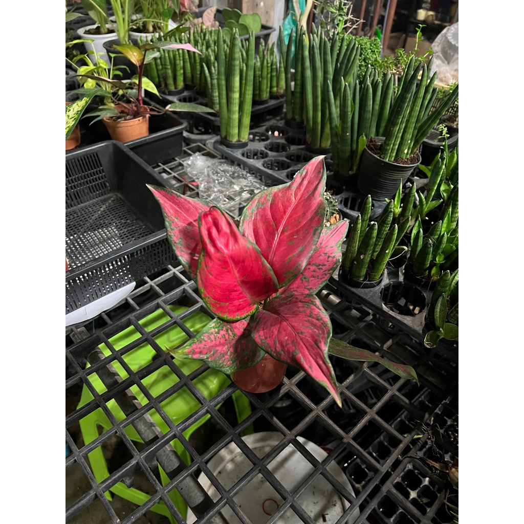 มุมมอง 4