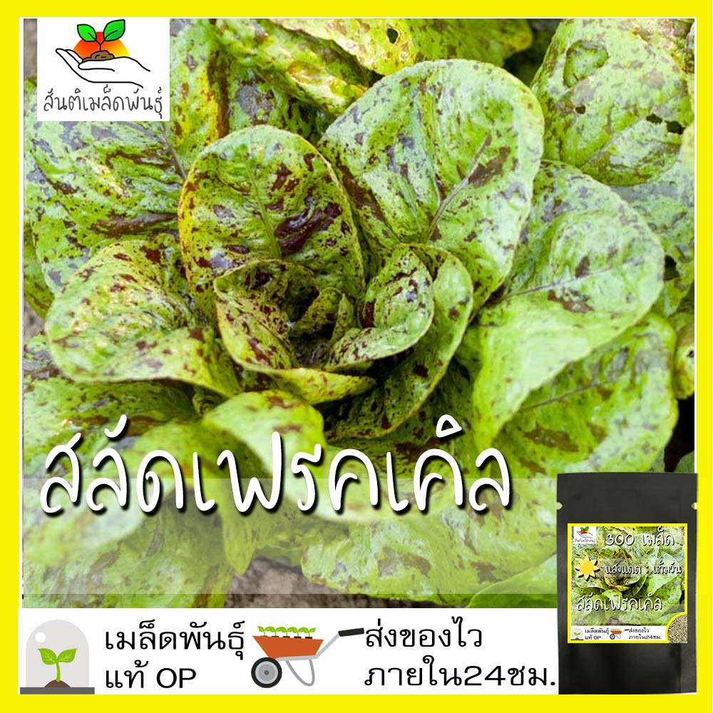 เมล็ดพันธุ์ สลัด เฟรคเคิล 300 เมล็ด Freckles Lettuce seed เมล็ดพันธุ์แท้ นำเข้าจากต่างประเทศ ปลูกผัก สวนครัว ผักสลัด