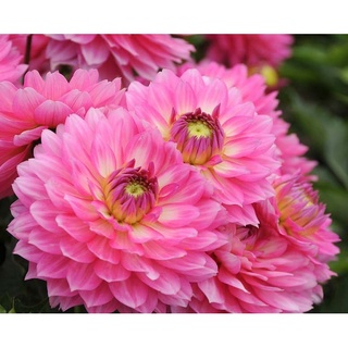 1 หัว/ออเดอร์ รักเร่ Dahlia สายพันธุ์ Bellini หัวรักเร่