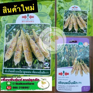 ข้าวโพดเทียนหมื่นฝักF1 🌽🌽