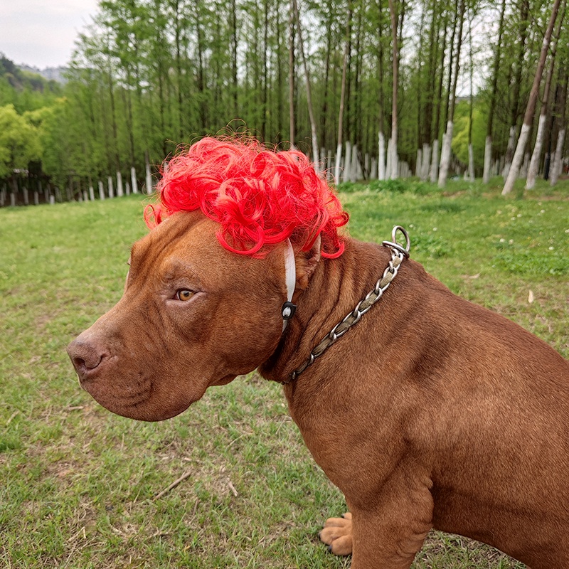 【พร้อมส่ง】ผมปลอม วิกผมสังเคราะห์สําหรับสัตว์เลี้ยงสุนัขแมว สัตว์เลี้ยง แมว หมา หมวกสำหรับสัตว์เลี้ยง วิกผมสัตว์เลี้ยง - รูปที่ 7