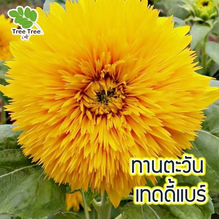 Local ฟาร์มสุข  ☘ เมล็ดดอกไม้ 🌼 🌸 ทานตะวัน เทดดี้แบร์ เมล็ดพันธุ์ดอกไม้ เมล็ดดอกไม้ บรรจุ 50 เมล็ด