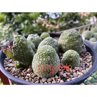 ต้นคางคก  Pseudolithos 🐸ไม้อวบน้ำ cactus เก๋งคางคก (ดอกเหม็นมาก)