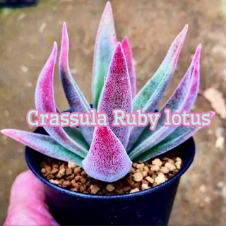 🍭Crassula Ruby lotus 🍭10pcs. 99.-