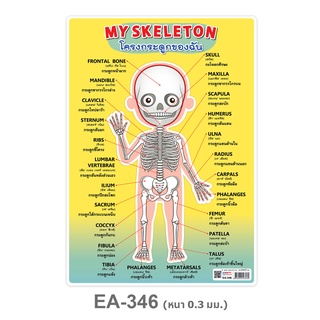 โปสเตอร์พลาสติก A4 คำศัพท์โครงกระดูก EA-346