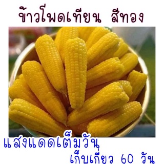 ขายดี สวนครัว/30 เมล็ด ข้าวโพดเทียน สีทอง/เมล็ด เมล็ดพันธุ์ ต้น