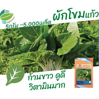 ผักโขมแก้ว (White​ Amaranth​)​