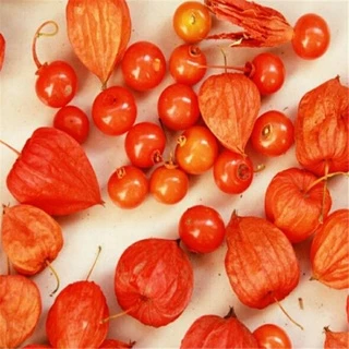 เมล็ดพันธุ์ เคพกูสเบอร์รี่ 500 เมล็ด เหลือง/แดง/ม่วง Cape Gooseberry เมล็ดโทงเทงฝรั่ง