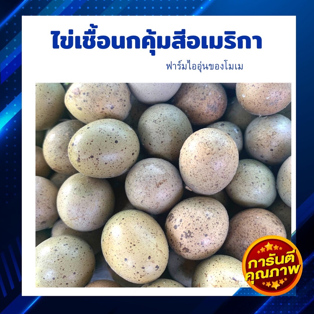 ไข่เชื้อนกคุ้มสีอเมริกา