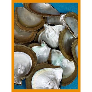 หอยจานมุกขนาด4ฝากิโลหอยธรรมชาติ