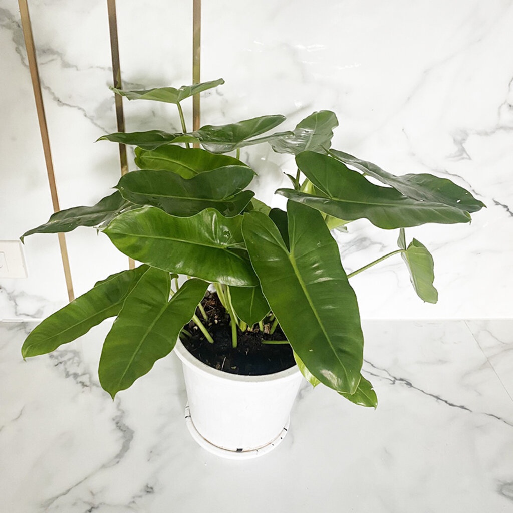 Philodendron ฟิโลเดนดรอนเขียวมรกต ใบใหญ่ฟอร์มสวย นิยมปลูกในบ้าน ช่วยฟอกอากาศ