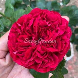 กุหลาบ 🌹 red eden ดอกสีแดง ทรงถ้วย มีกลิ่นหอม