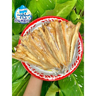 ปลาช่อนผ่าเล็ก ปลาช่อนทะเลเล็ก นำไปทอด ย่าง กินกับข้าวเหนียวส้มตำ สินค้าขายดี