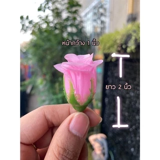 ดอกกุหลาบตูม ดอกกุหลาบวาเลนไทน์ ใหญ่ (50/100ดอก)