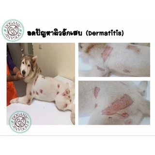 DOGANIC ครีมสมุนไพรทาผิวสัตว์เลี้ยง PREMIUM PET CREAM (30g)