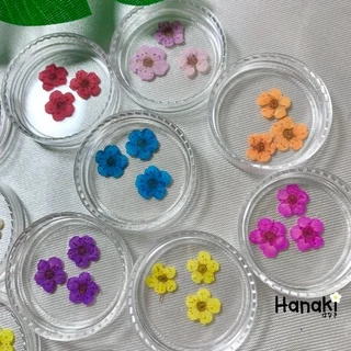 【พร้อมส่ง】ดอกพลัม ดอกพลัมทับแห้ง (Plum)💐กระปุกละ 10 ดอก Pressed Flowers💐