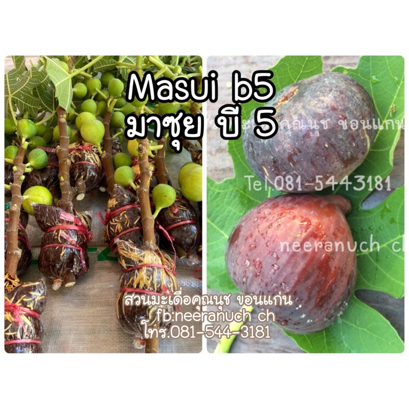 กิ่งตอนมะเดื่อฝรั่งมาซุยบี5,masui b5 figs airlayer
